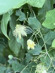 Passiflora lutea