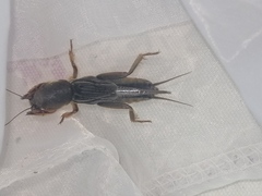 Gryllotalpa orientalis