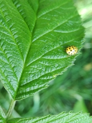 Psyllobora vigintiduopunctata