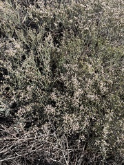 Eriogonum effusum