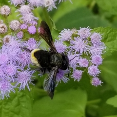 Megachile xylocopoides