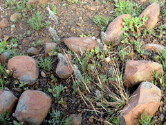 Enneapogon scoparius