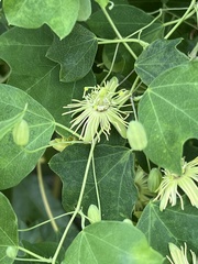 Passiflora lutea