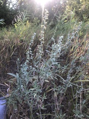 Artemisia ludoviciana