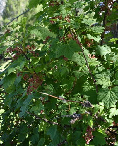 Image of Currant by (c) Gail A Baker, some rights reserved (CC BY)