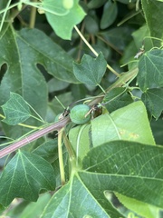 Passiflora lutea