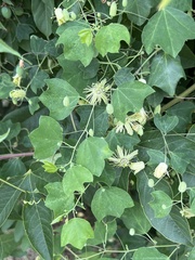 Passiflora lutea