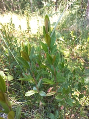 Chamaedaphne calyculata