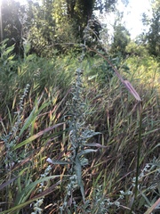 Artemisia ludoviciana