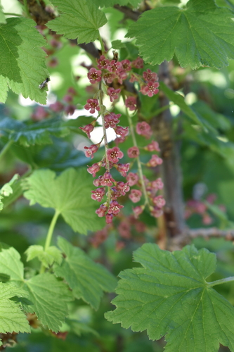 Image of Ribes petraeum by (c) Gail A Baker, some rights reserved (CC BY)