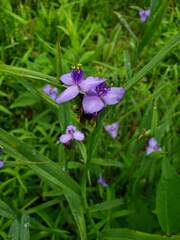 Tradescantia subaspera