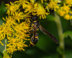 Parancistrocerus perennis