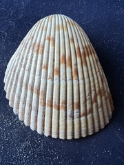 Dinocardium robustum
