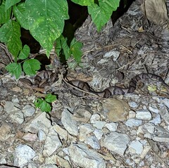 Agkistrodon laticinctus