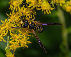Parancistrocerus perennis