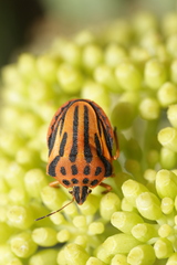 Graphosoma semipunctatum