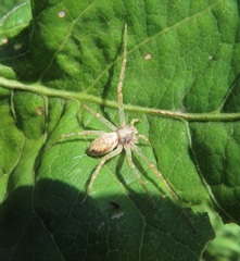Philodromus aureolus