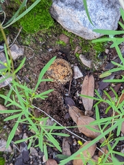 Pisolithus
