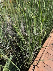 Schoenoplectus americanus