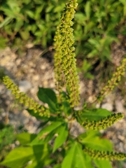 Ambrosia trifida