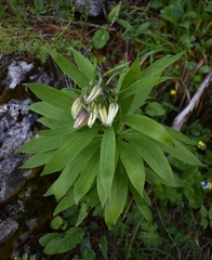 Lilium martagon