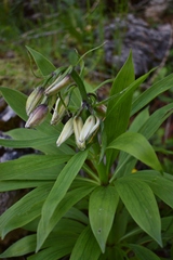 Lilium martagon