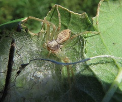 Philodromus aureolus