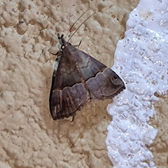 Hypena gonospilalis