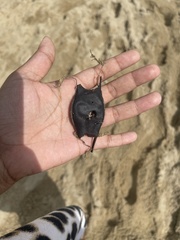 Leucoraja erinaceus