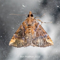 Hypena