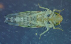 Erythroneura