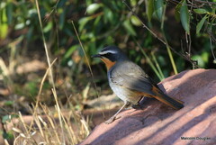 Cossypha caffra caffra