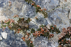 Gryllidae