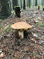 Butyriboletus appendiculatus