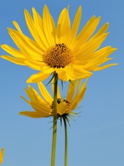 Helianthus maximiliani