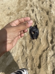 Leucoraja erinaceus