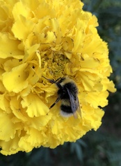 Bombus lucorum