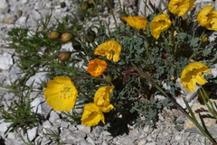 Papaver alpinum