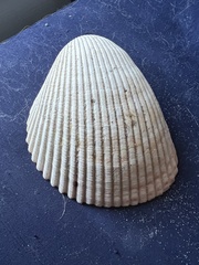 Dinocardium robustum