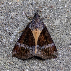 Hypena