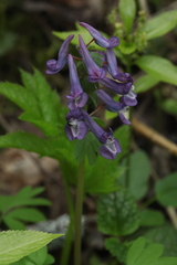 Corydalis solida