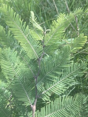 Vachellia