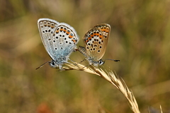 Plebejus argus