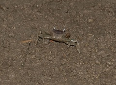 Metaplax elegans