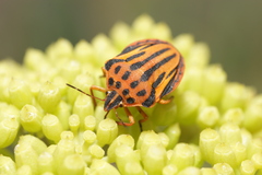 Graphosoma semipunctatum