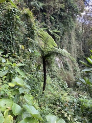 Cyatheaceae
