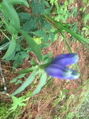 Gentiana