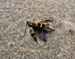 Etorofus obliteratus