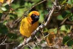 Ploceus cucullatus spilonotus