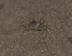 Metaplax elegans